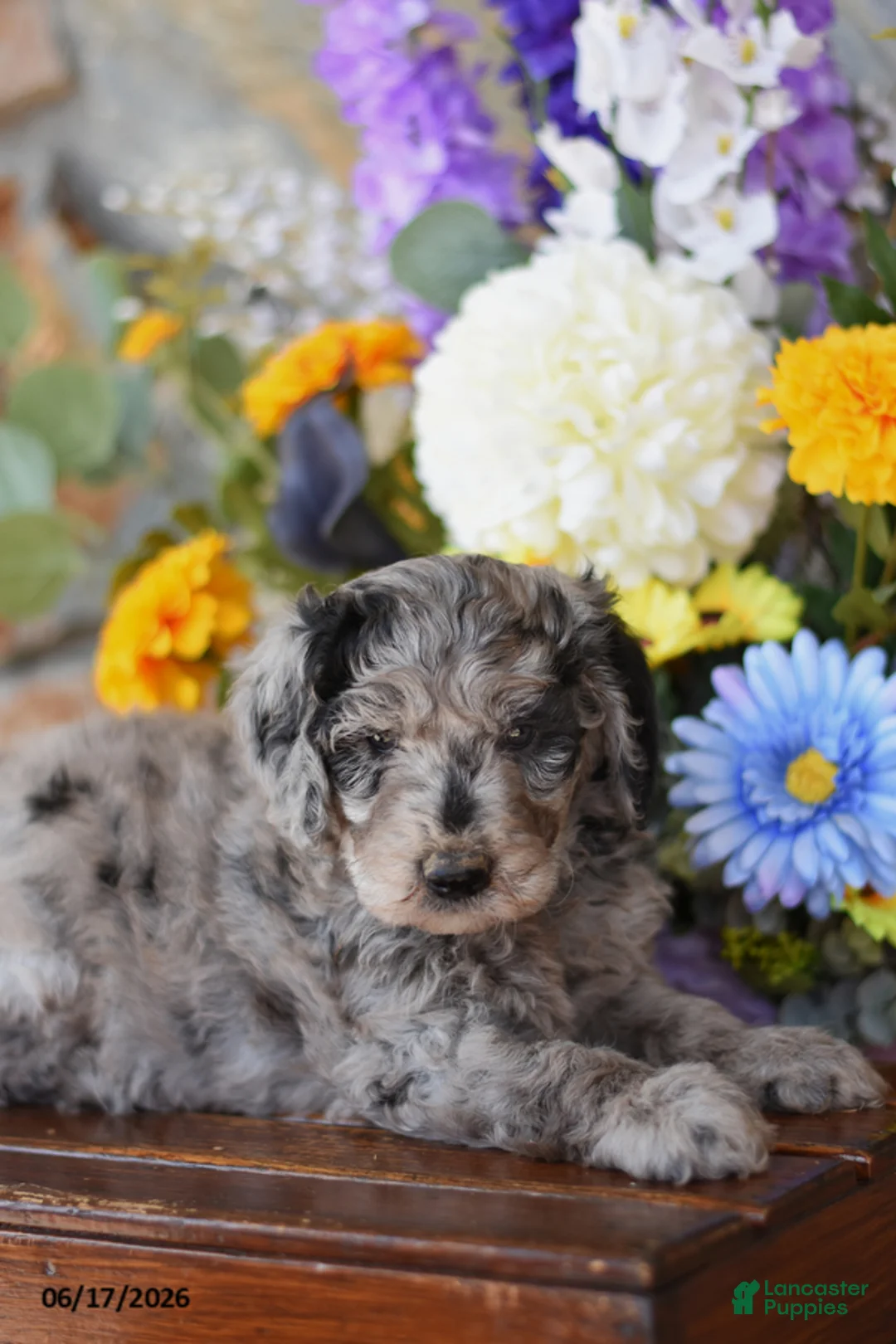 Mini Goldendoodle dogs for sale: Wrenn - Ad 2