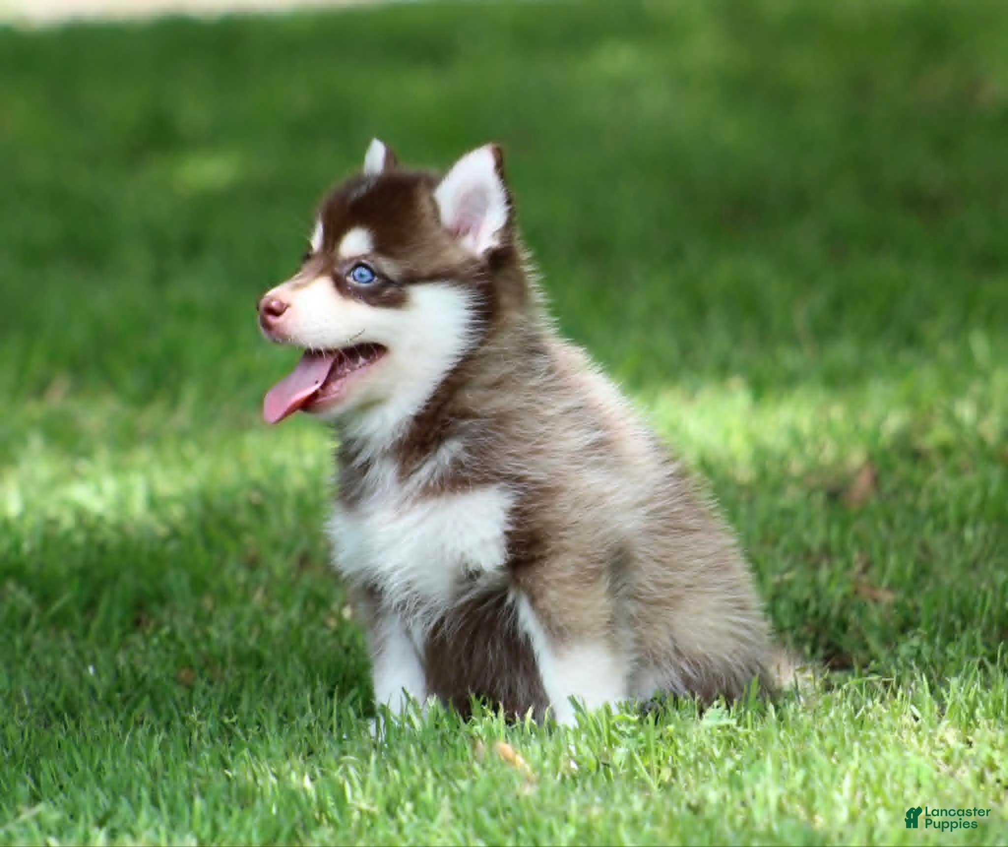 Pomsky dogs Cosmo - Ad 2