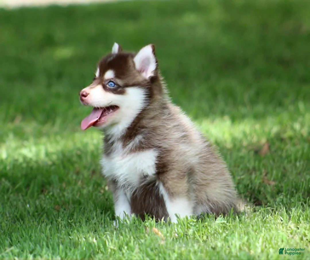 Pomsky dogs for sale: Cosmo - Ad 2
