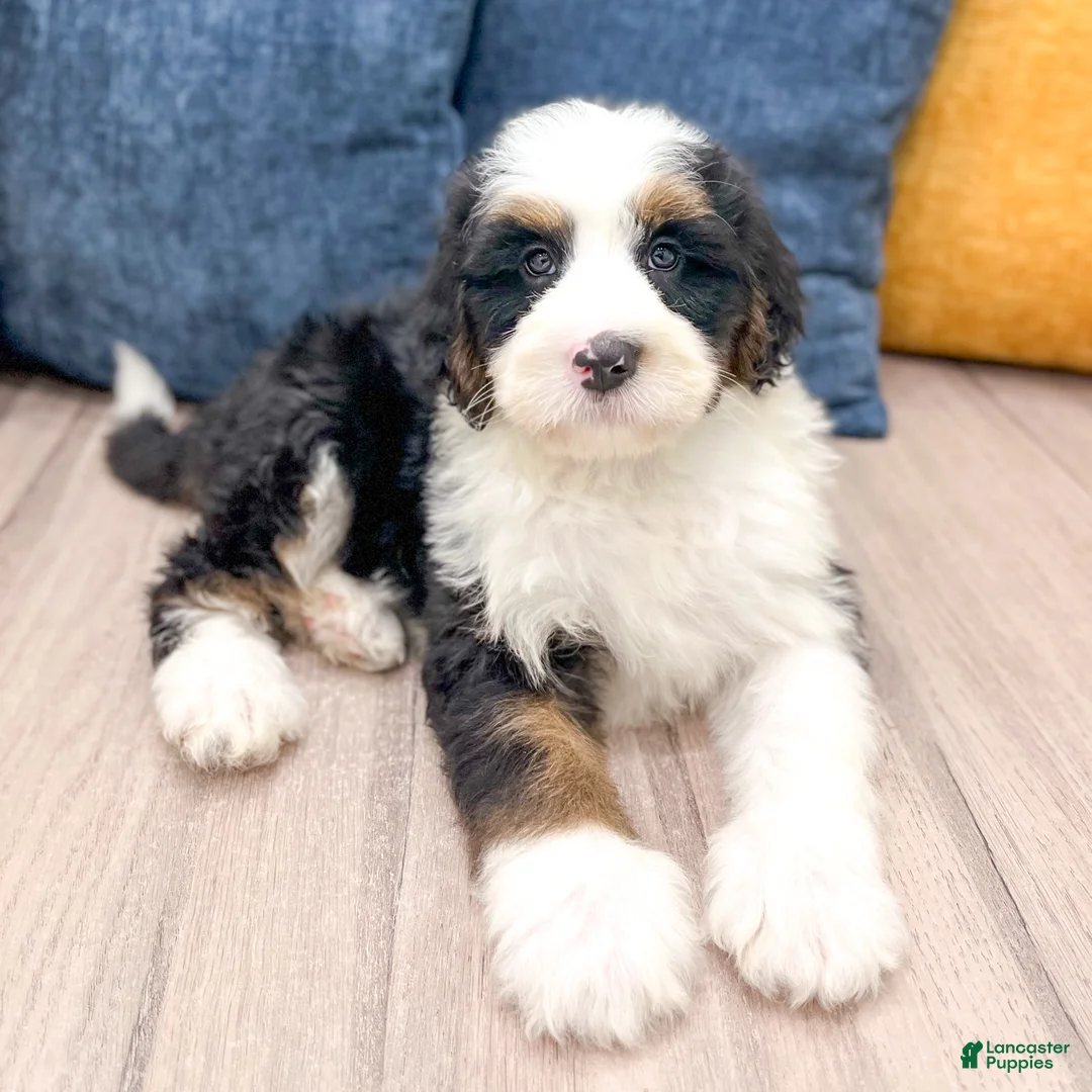 Bernedoodle dogs for sale: Buster - Ad 2