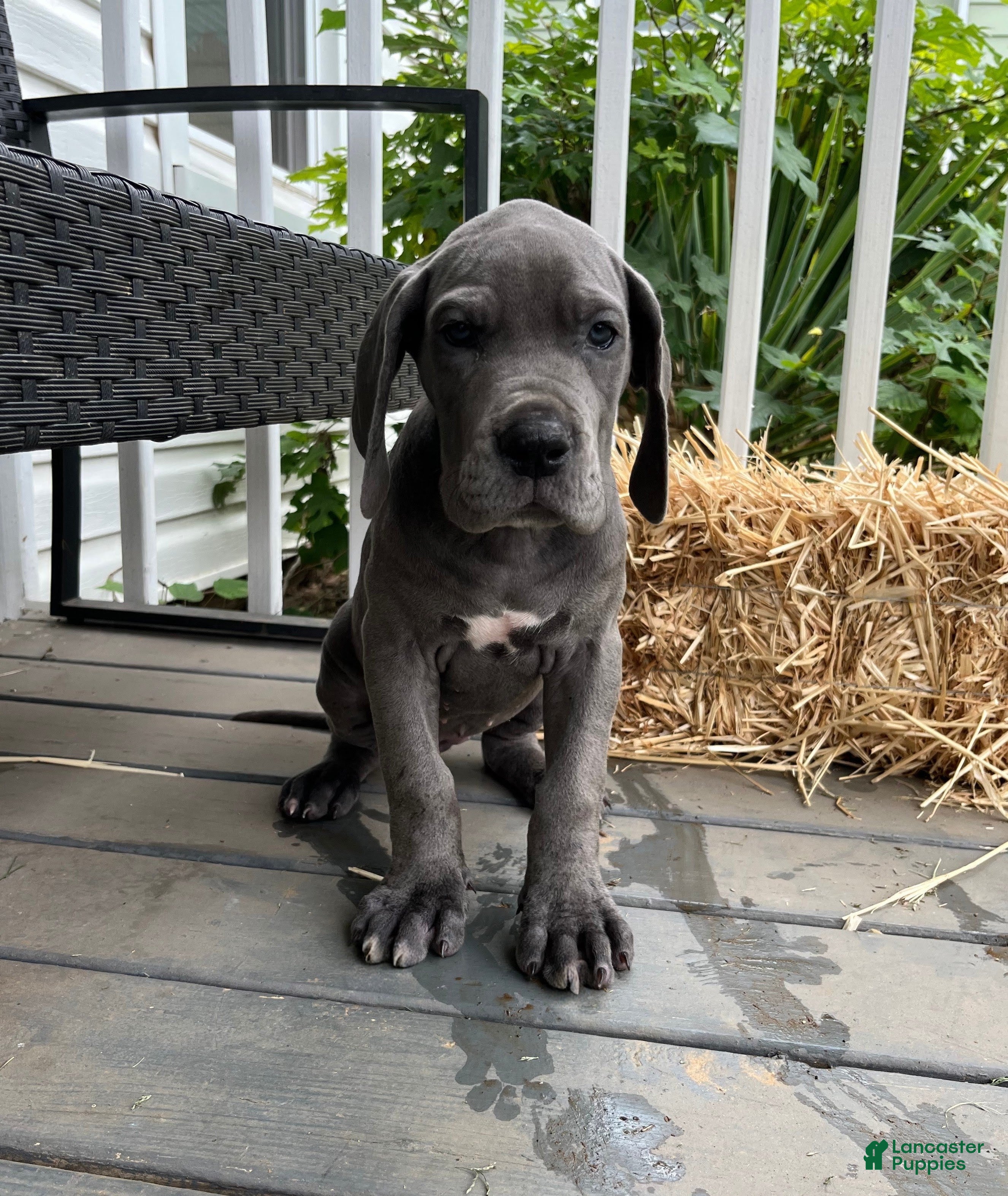 Great Dane dogs Era - Ad 19