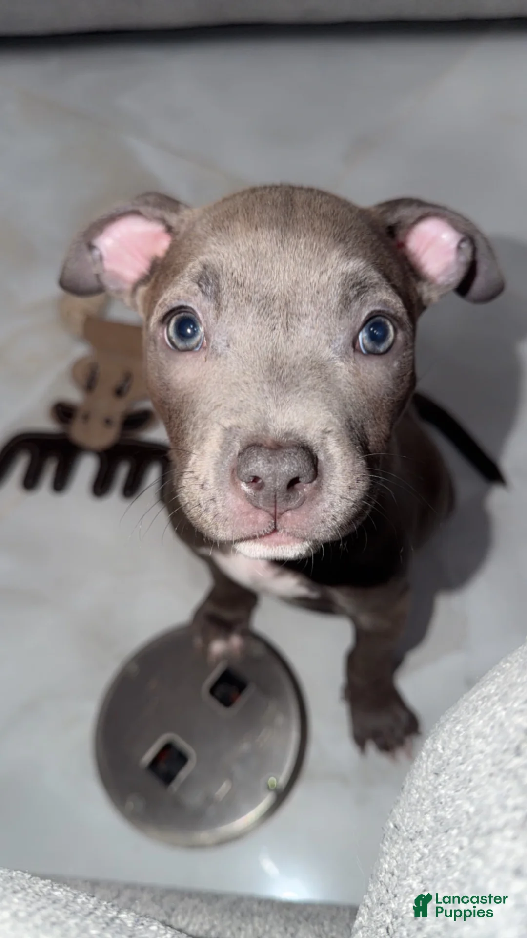 Mixed Breed dogs for sale: Alo - Ad 2