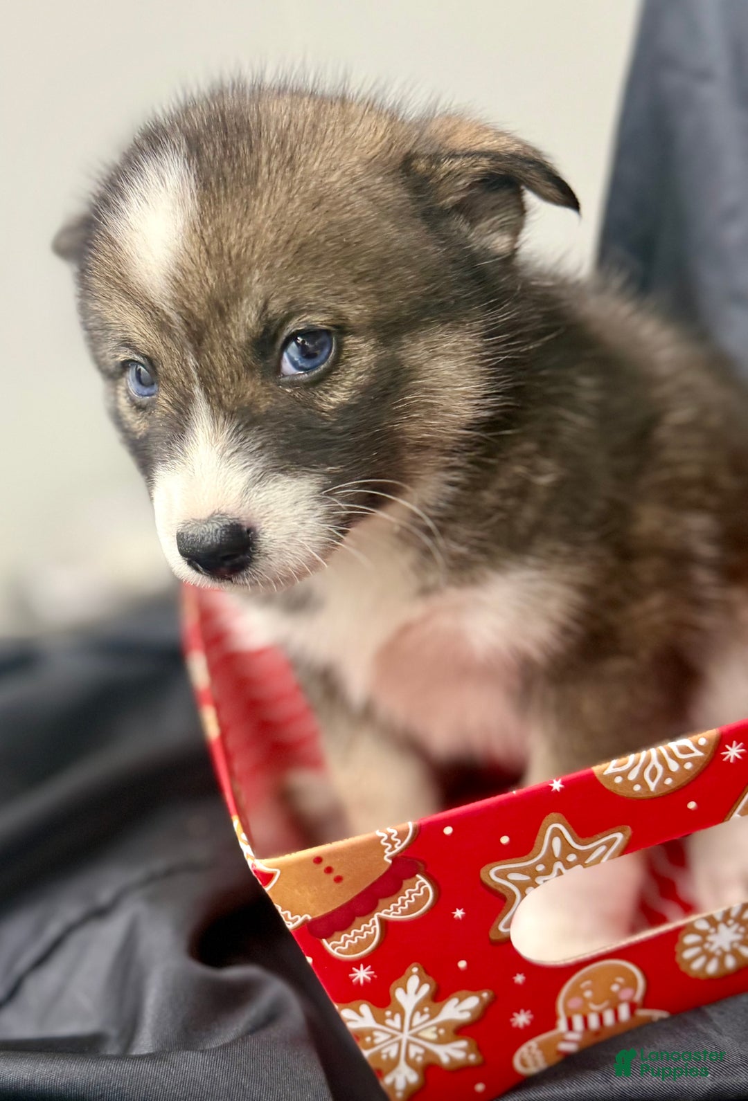 Mixed Breed dogs for sale: Noelle - Ad 5