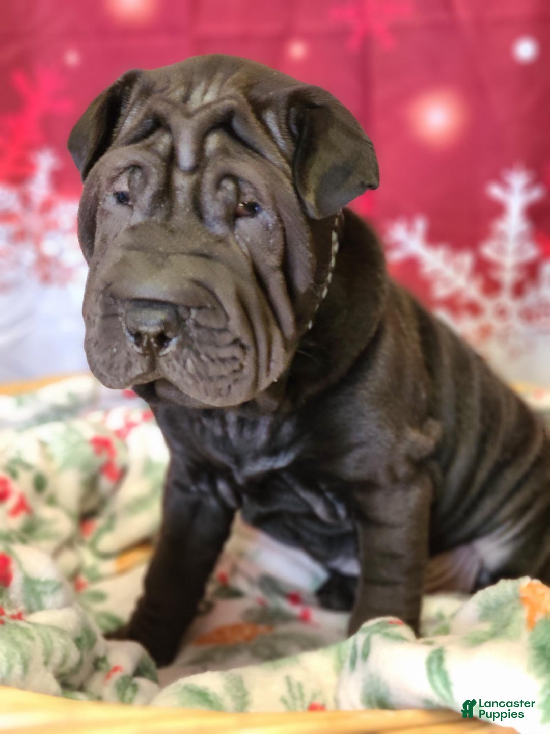 Mixed Breed dogs for sale: Mixed Breed Puppy 1 - Ad 1