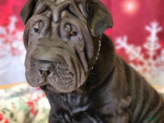 Mixed Breed dogs Mixed Breed Puppy 1 - Ad 1