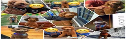 Goldendoodle dogs for sale: Orange boy: F1BB - Ad 7