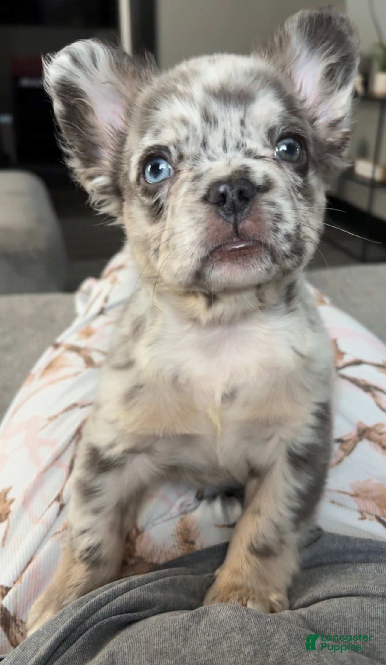 French Bulldog dogs French Bulldog Puppy 1 - Ad 42