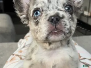 French Bulldog dogs French Bulldog Puppy 1 - Ad 42