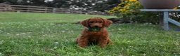 Standard Poodle dogs for sale: Emmy moyen  - Ad 3