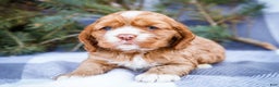 Cocker Spaniel dogs for sale: Sophie - Ad 1