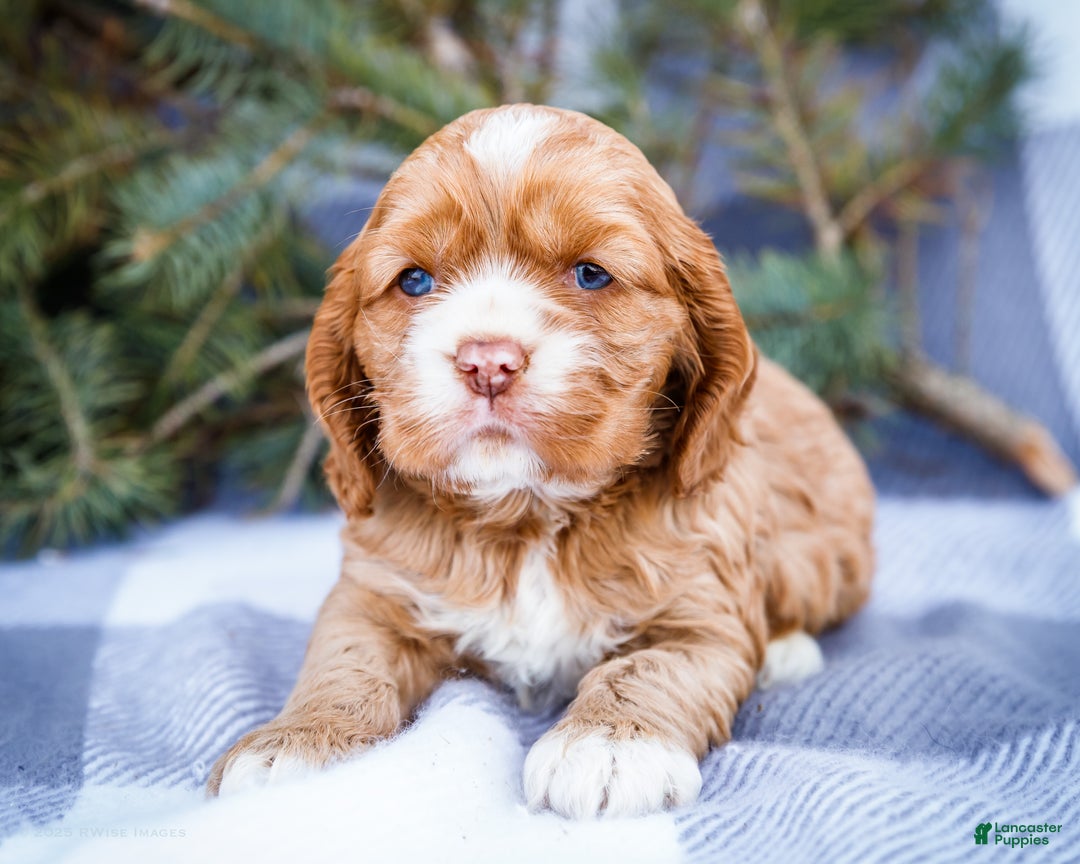 Cocker Spaniel dogs for sale: Sophie - Ad 1