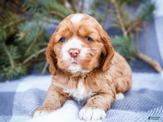 Cocker Spaniel dogs Sophie - Ad 7