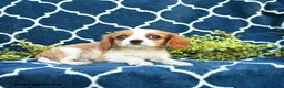 Cavalier King Charles Spaniel dogs for sale: Butter Pecan - Ad 3