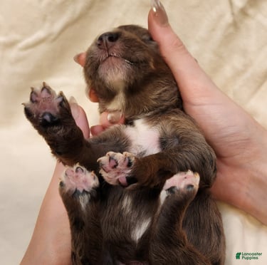 Mini Aussiedoodle dogs for sale: Daisy_Female Blue Merle - Ad 5