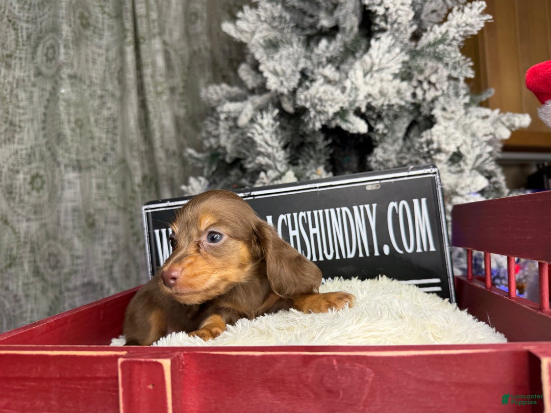 Miniature Dachshund dogs for sale: Ready Christmas eve - Ad 2