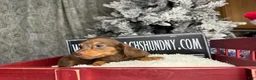 Miniature Dachshund dogs for sale: Ready Christmas eve - Ad 3