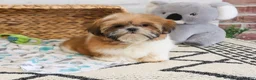 Shih Tzu dogs for sale: Theon  - Ad 6