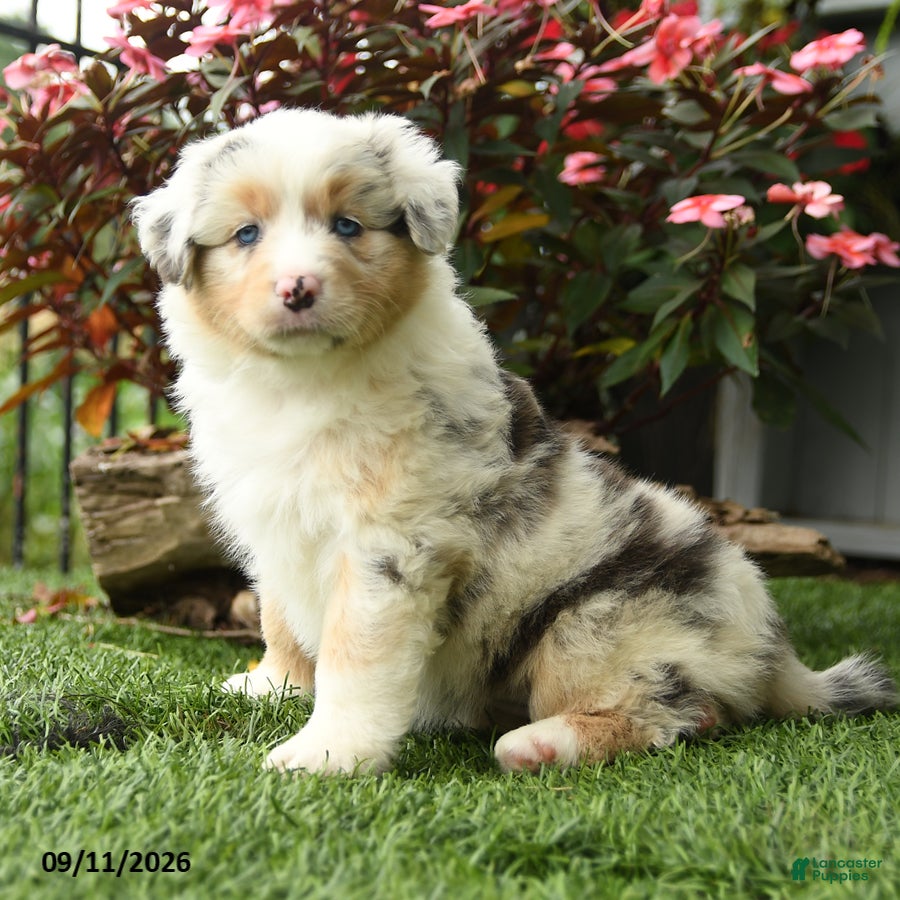 Australian Shepherd dogs River - Ad 2
