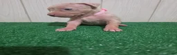 American Bully dogs for sale: American Bully XL Puppy 9 (Light Pink Collar) - Ad 7