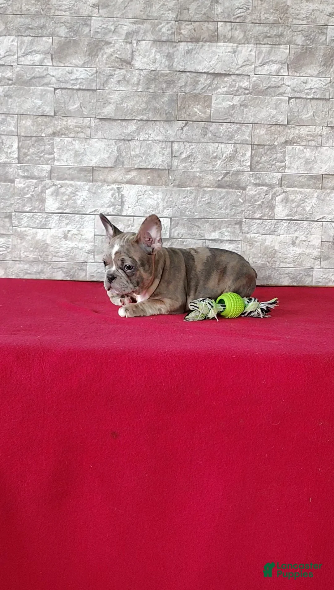 Mixed Breed dogs for sale: Andre - Ad 2