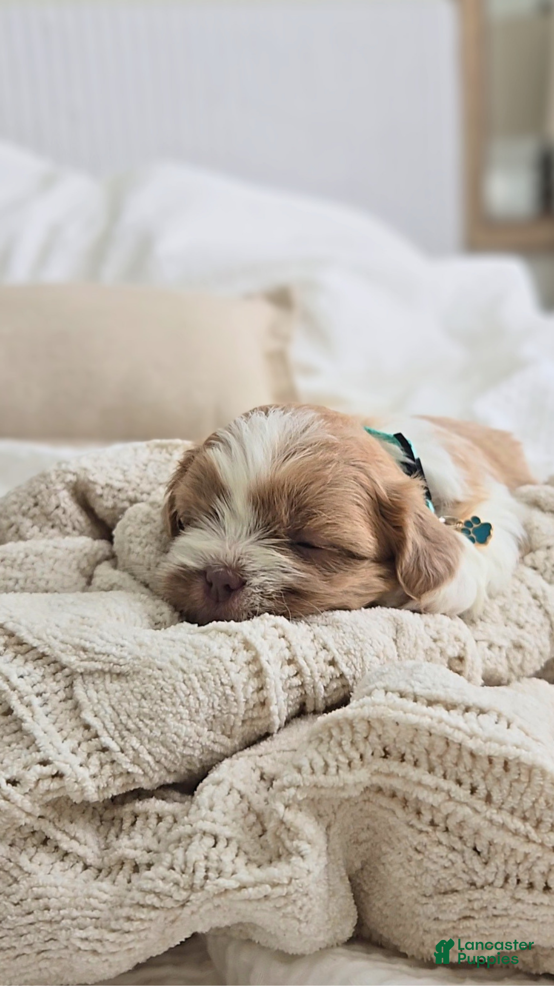Shih Tzu dogs Sunny - Ad 9