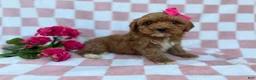 Cavapoo dogs for sale: Sophie  - Ad 2