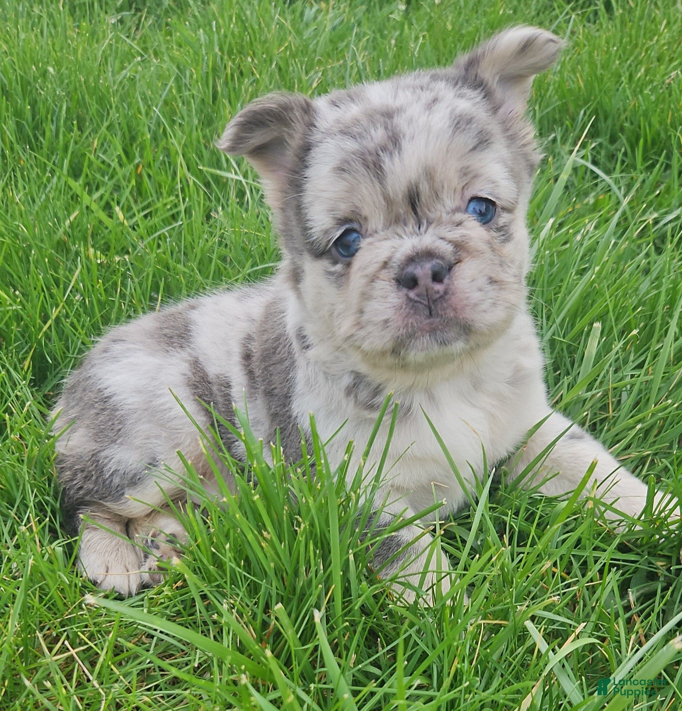 French Bulldog dogs Harlee - Ad 1