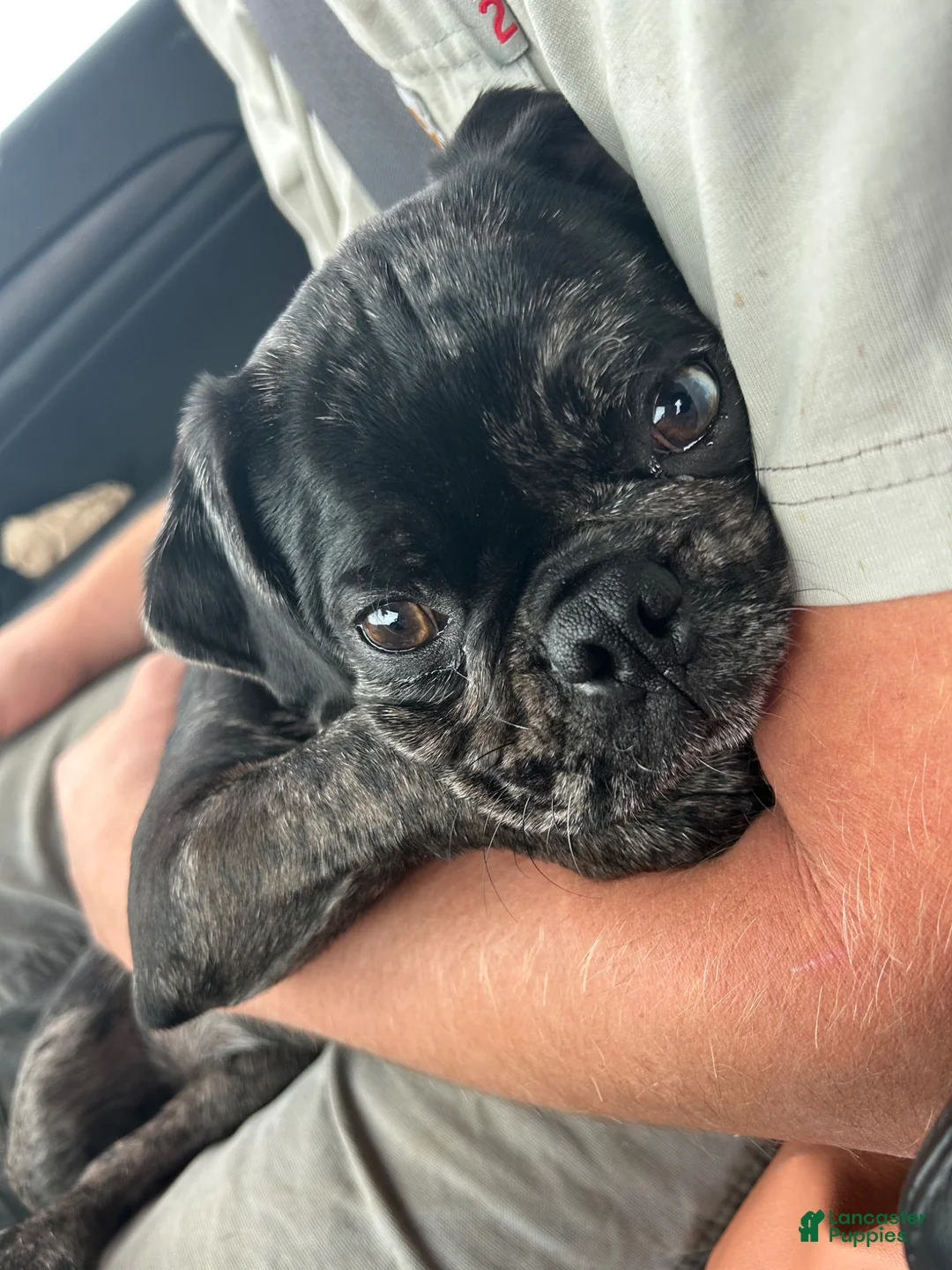 Pug dogs for sale: Louie - Ad 2