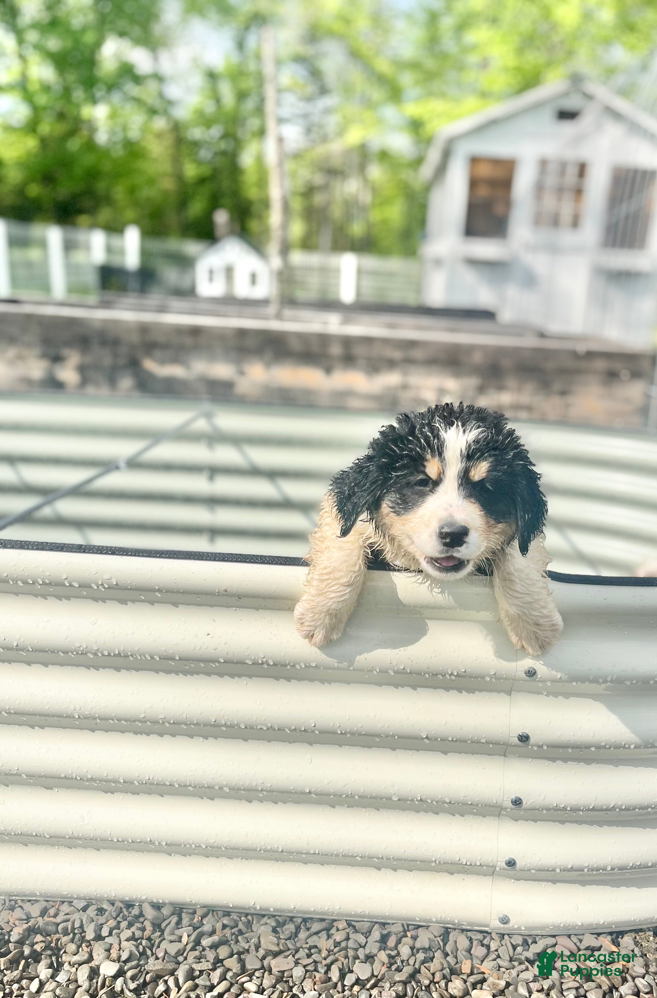 Mixed Breed dogs Daisy - Ad 35