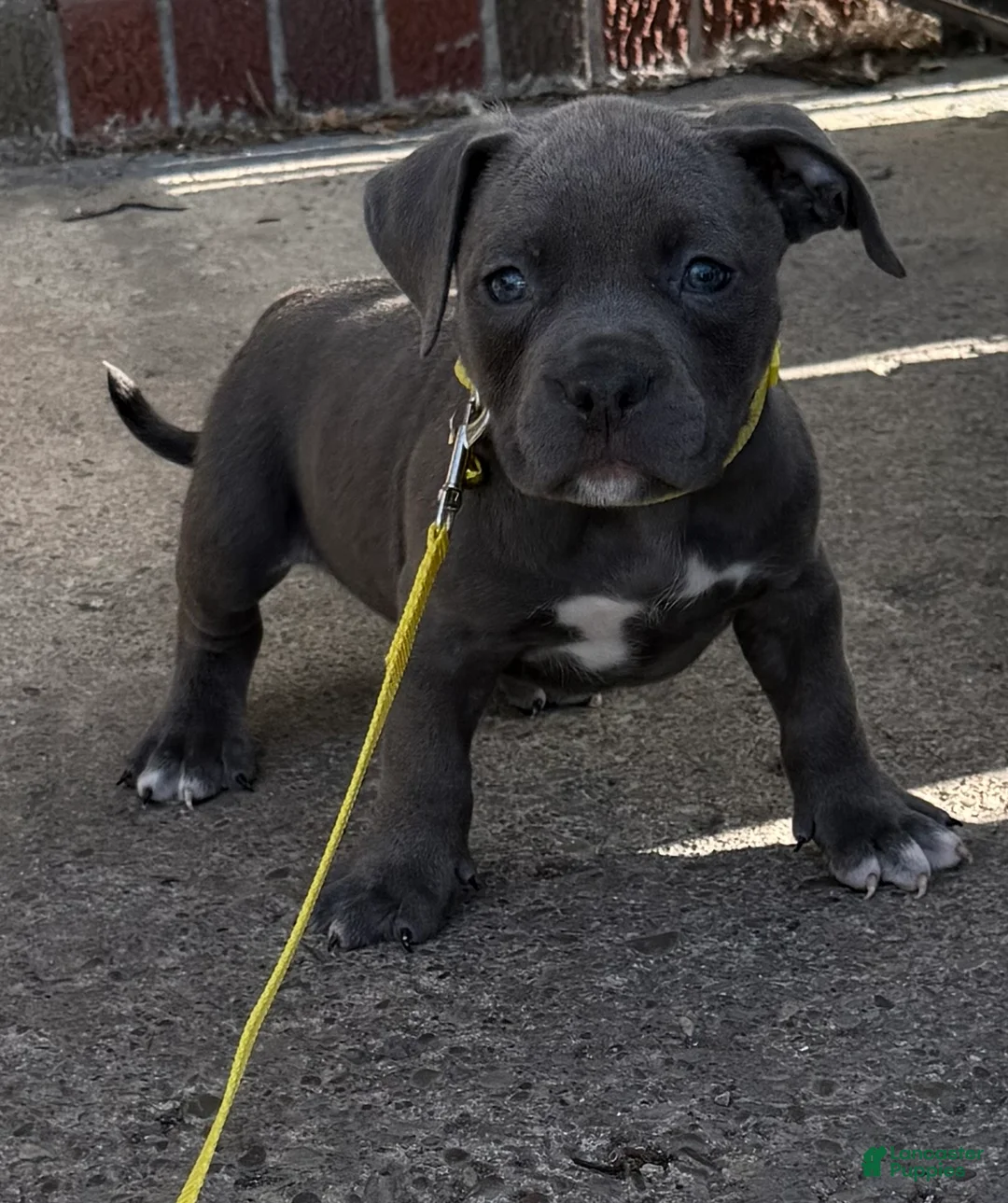American Bully dogs for sale: Storm - Ad 1