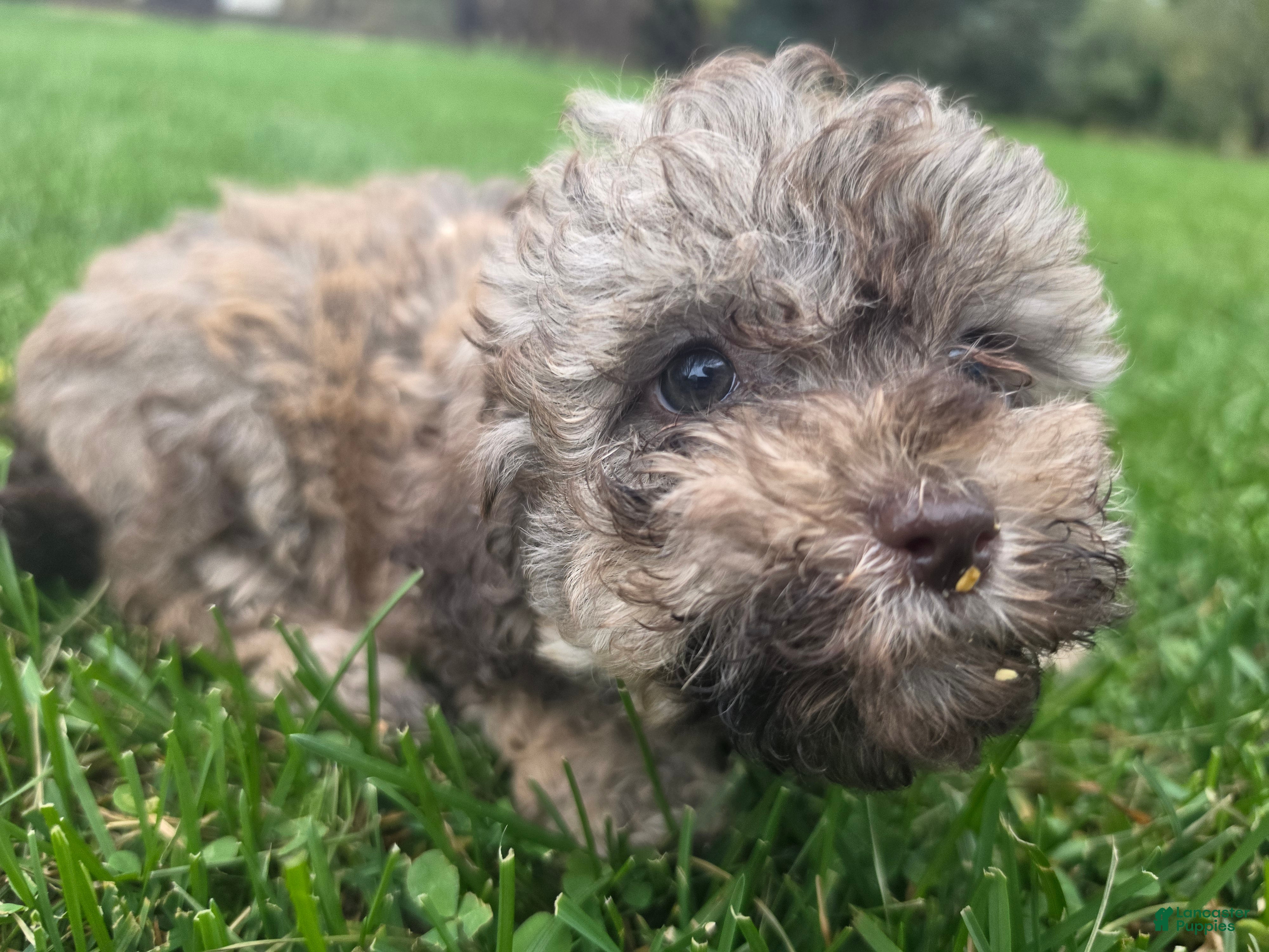 Havapoo dogs for sale: Havapoo female 2 - Ad 2