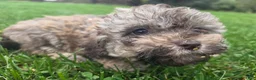 Havapoo dogs for sale: Havapoo female 2 - Ad 1