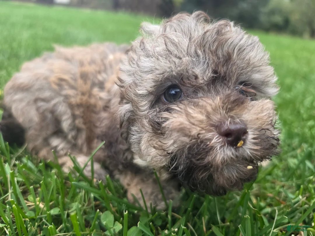 Havapoo dogs for sale: Havapoo female 2 - Ad 1