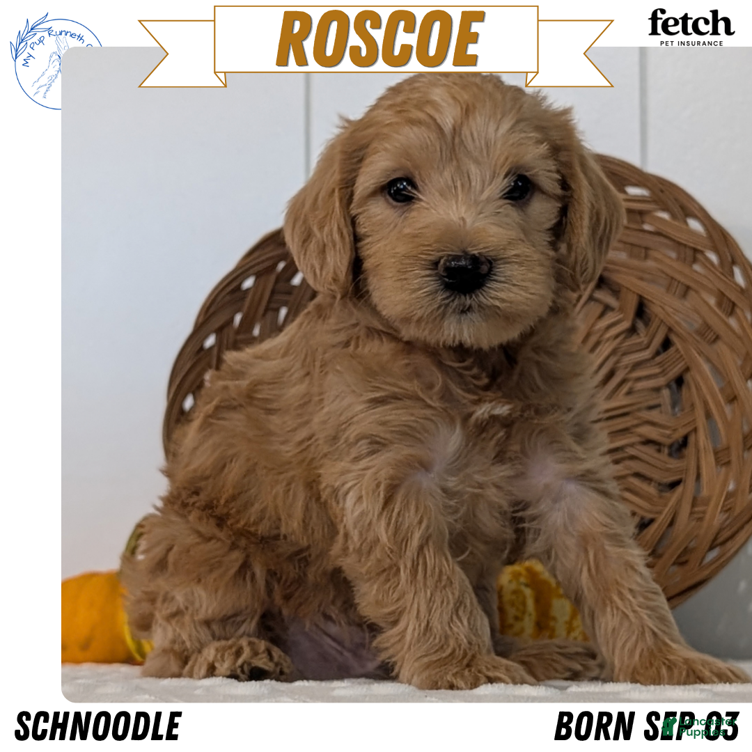 Schnoodle dogs Roscoe - Ad 1