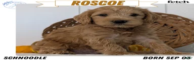 Roscoe