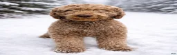 Goldendoodle dogs for sale: Goldendoodle Puppy - Blue Collar Male - Ad 2