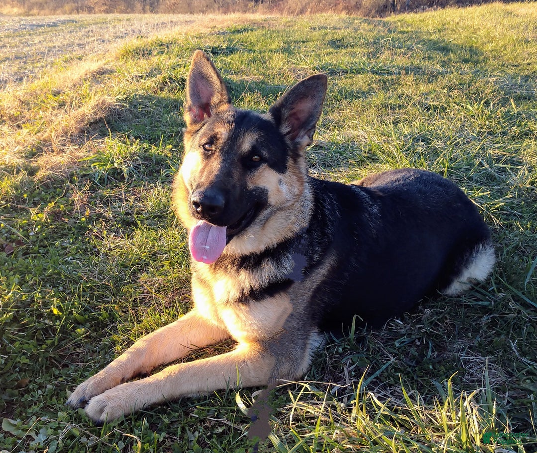 German Shepherd dogs for sale: German Shepherd Puppy Green Collar - Ad 2