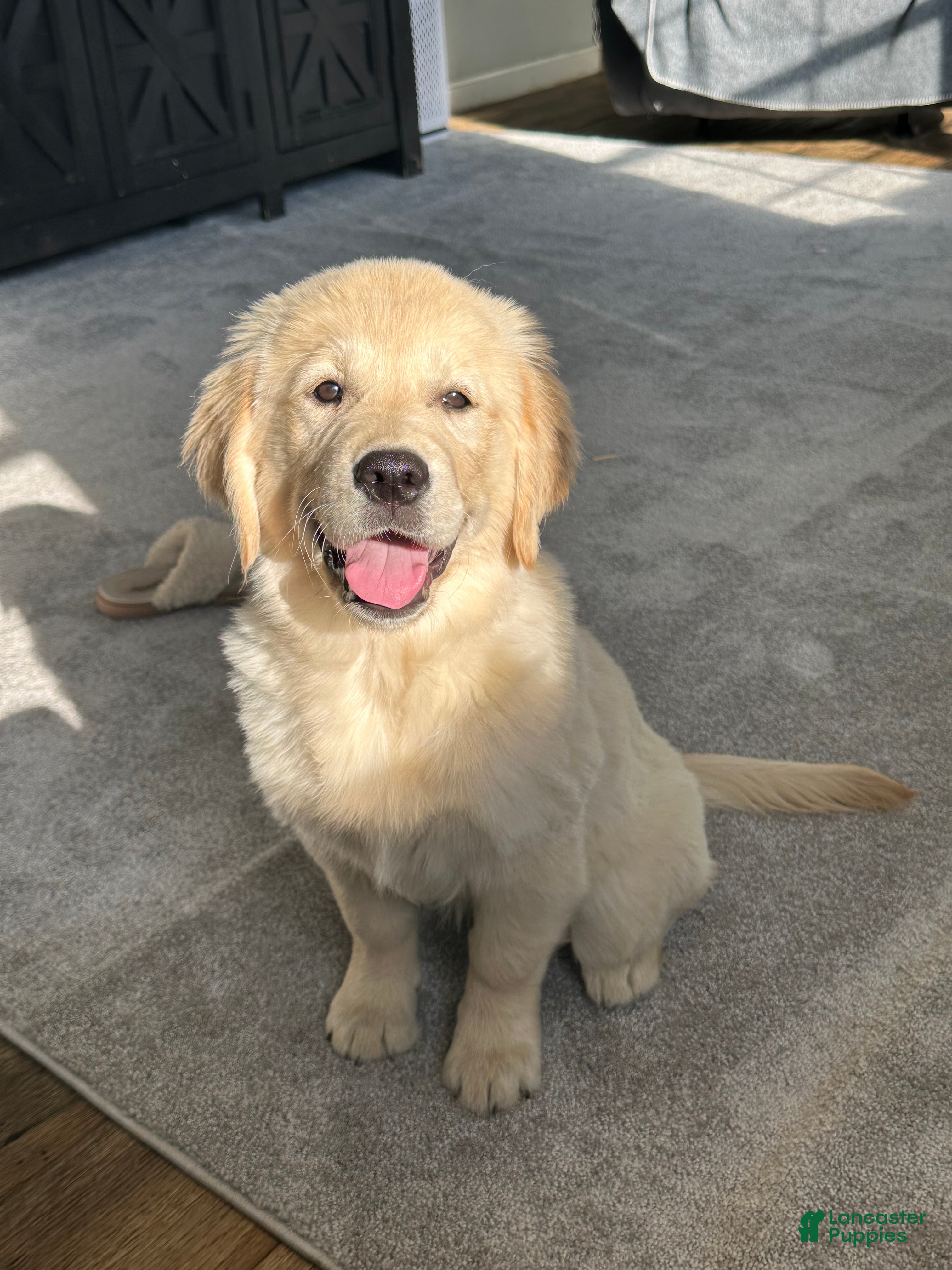 Golden Retriever dogs Golden Retriever Puppy 1 - Ad 1