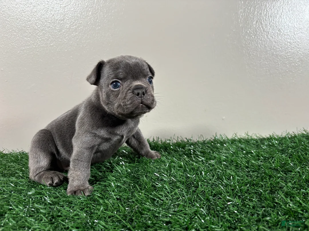 French Bulldog dogs for sale: Dash - Ad 4