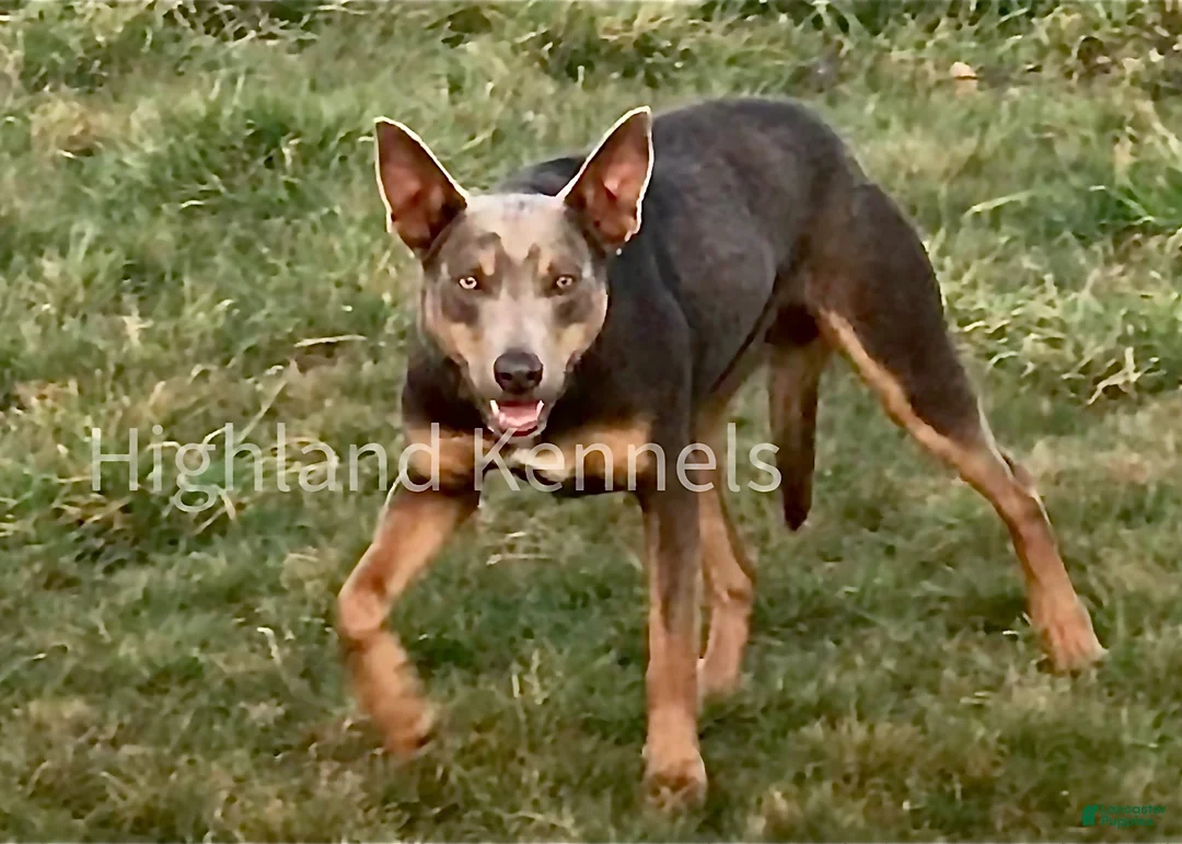 Mixed Breed dogs for sale: ODIN-Kelpie/Border Collie male  - Ad 16