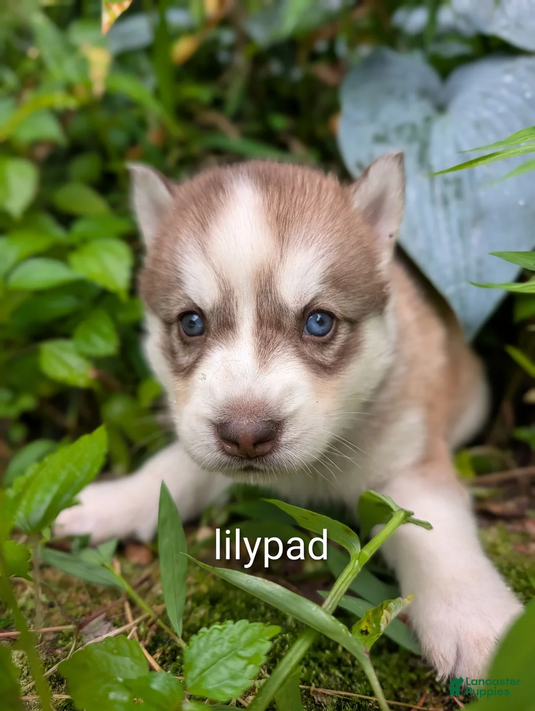 Siberian Husky dogs for sale: Siberian Husky 5 - Ad 1