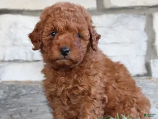Mini Goldendoodle dogs for sale: Mini Goldendoodle Puppy 2 - Ad 2