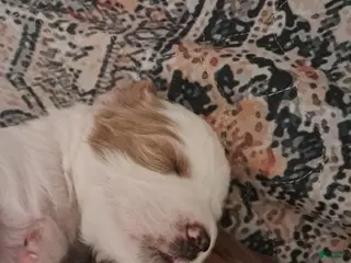 Double Doodle dogs Millie - Ad 1