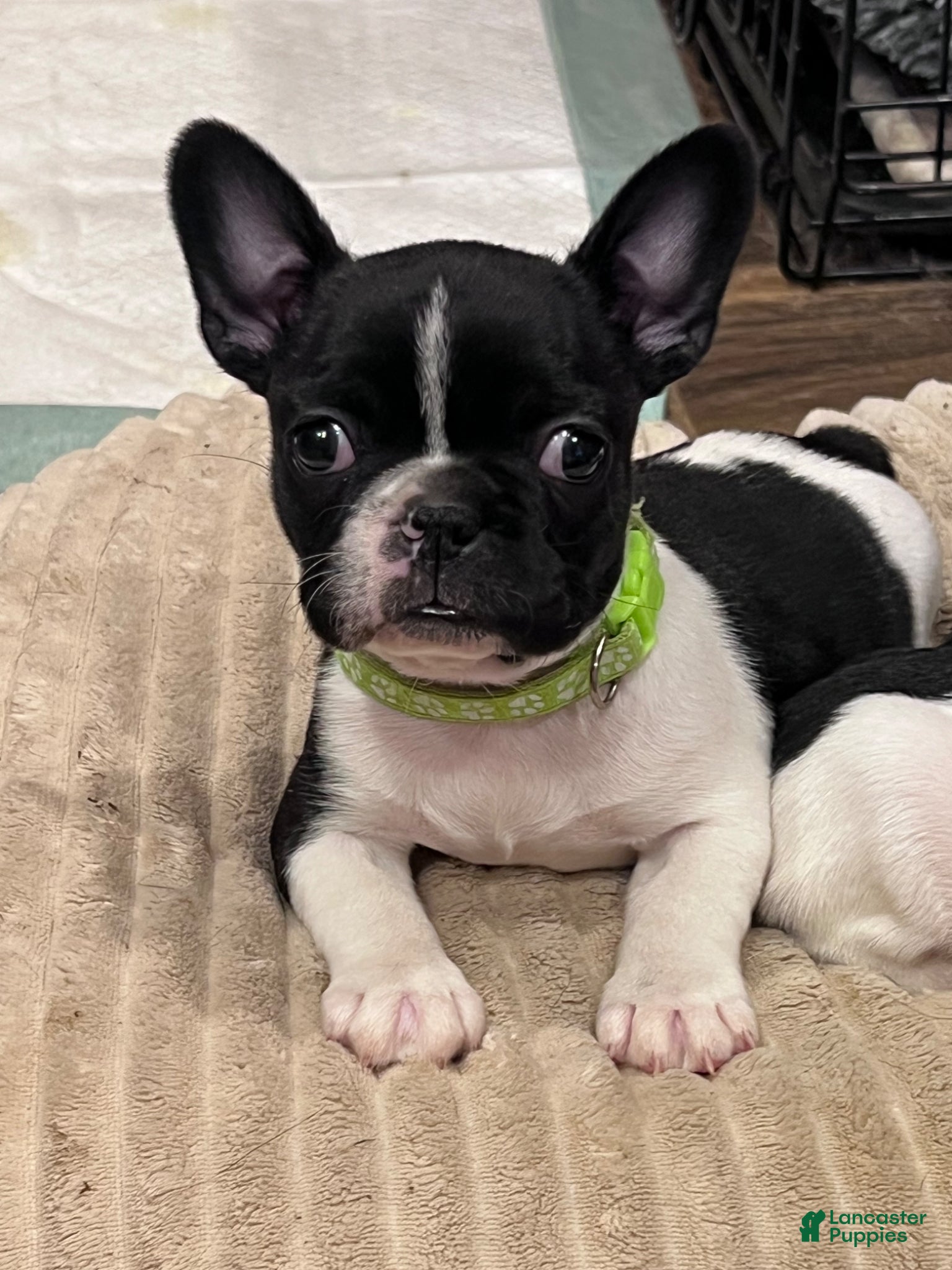 Mixed Breed dogs Skittles - Ad 1