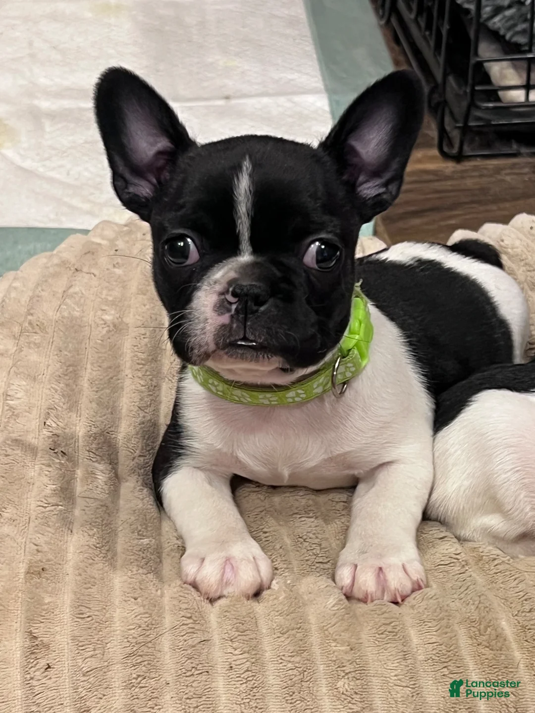 Mixed Breed dogs for sale: Skittles - Ad 1