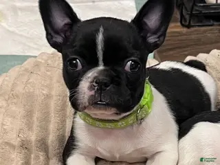 Mixed Breed dogs for sale: Skittles - Ad 1