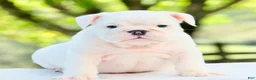 English Bulldog dogs for sale: Thor  - Ad 3