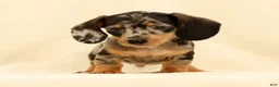 Miniature Dachshund dogs for sale: Winston - Ad 3