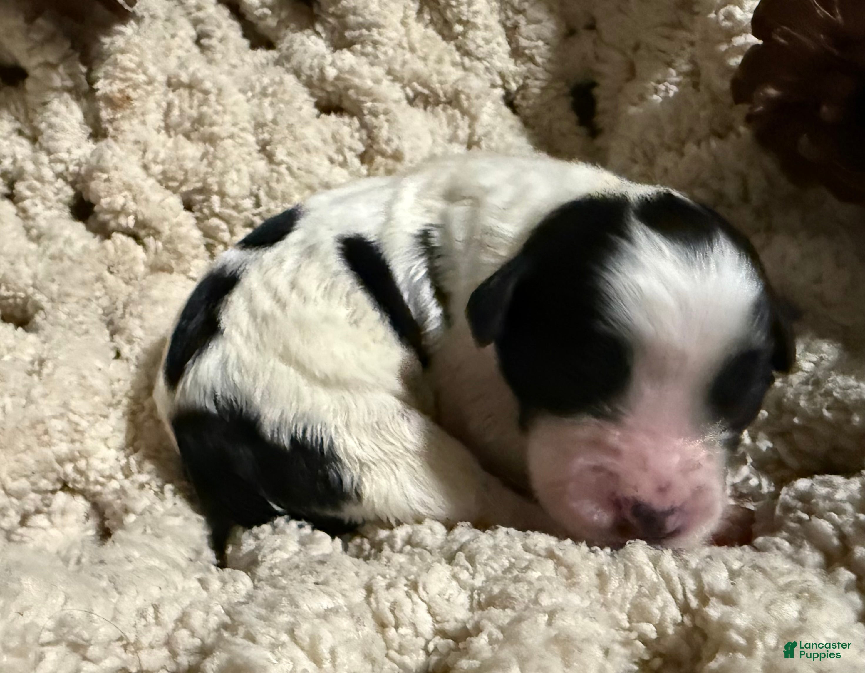 Mixed Breed dogs Buddy - Ad 1