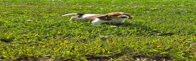 Mixed Breed 7